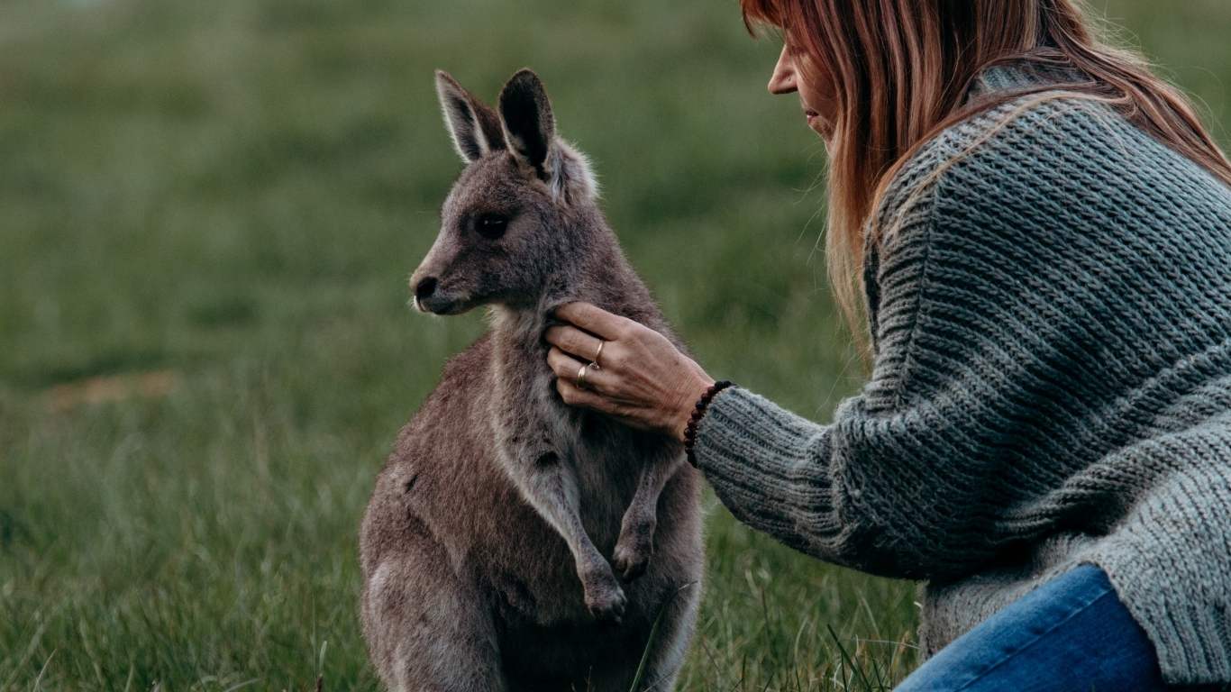 programs-the-equine-psychotherapy-institute