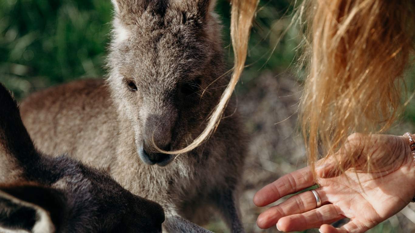 programs-the-equine-psychotherapy-institute